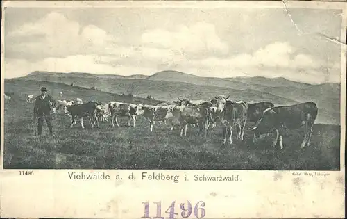 Feldberg Schwarzwald Viehweide Kuh Kat. Feldberg (Schwarzwald)