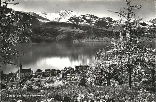 Gersau Vierwaldstaettersee Blick ueber Vierwaldstaettersee Baumbluete /  /