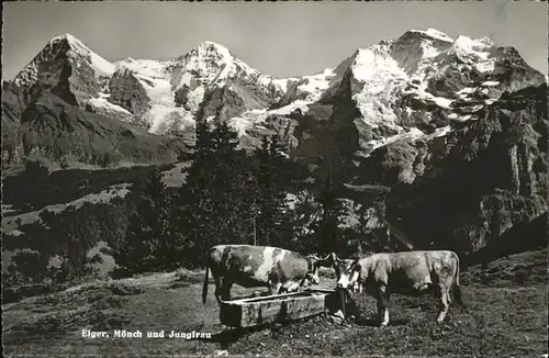 Grindelwald Eiger Moench und Jungfrau Berner Alpen Alm Kuehe Kat. Grindelwald