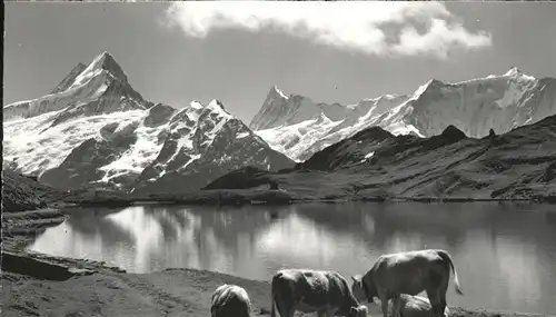 Grindelwald Bachsee am Faulhorn Schreckhorn Finsteraarhorn Fiescherhoerner Berner Alpen Alm Kuehe Kat. Grindelwald