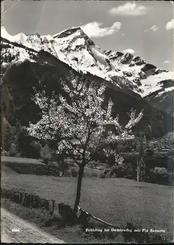 Thusis Fruehling im Domleschg Tal mit Piz Beverin Baumbluete Kat. Thusis