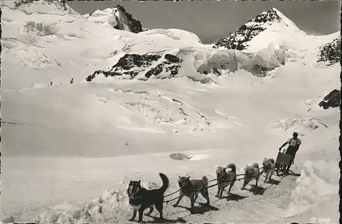 Jungfraujoch Polar Schlittenhunde Rottalhorn Gletscherhorn Berner Alpen Kat. Jungfrau