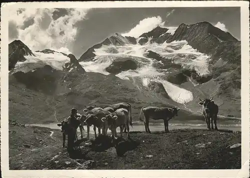 Pontresina Bernina Passhoehe mit Piz Cambrena Bergsee Alm Kuehe Kat. Pontresina