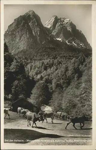 Garmisch Partenkirchen Aulealm Kuehe Kat. Garmisch Partenkirchen