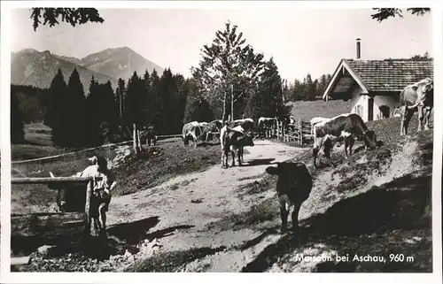 Aschau Maisalm Kuehe Kat. Aschau i.Chiemgau