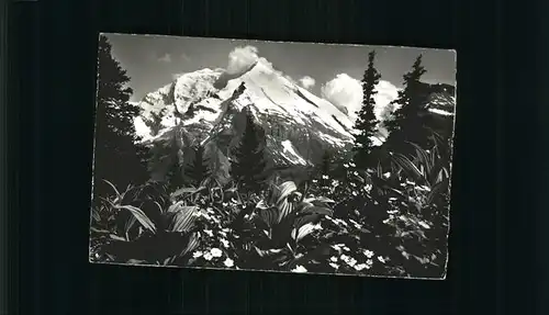 Kandersteg BE Reichenbergli Balmhorn Altels Germer Hahnenfuss Kat. Kandersteg