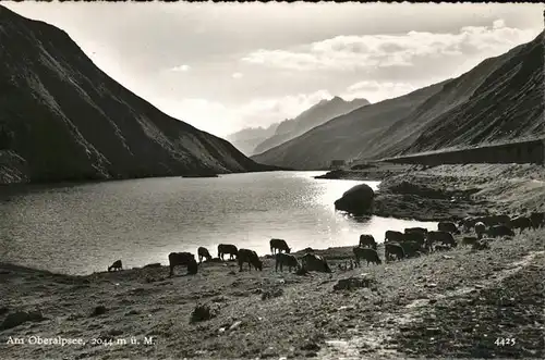 Oberalpsee Kuehe Kat. Andermatt