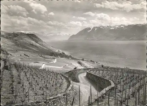 kk18239 Lac Leman Genfersee Vignoble Lavaux Kategorie. Genf Alte Ansichtskarten