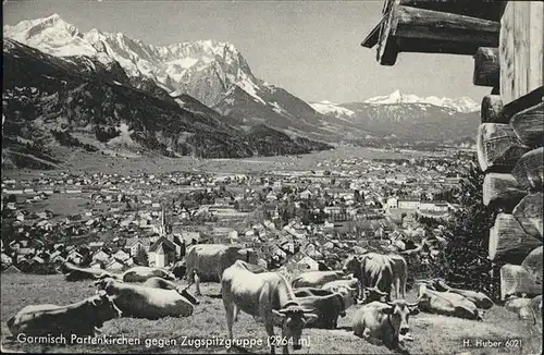 Garmisch-Partenkirchen Zugspitzgruppe Kuehe