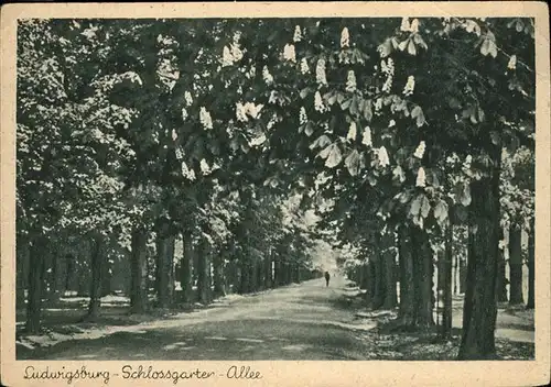 Ludwigsburg Schlossgarten-Allee Kat. Ludwigsburg