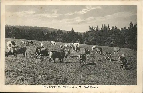 Oberhof Thueringen Schlosswiese Kuehe / Oberhof Thueringen /Schmalkalden-Meiningen LKR