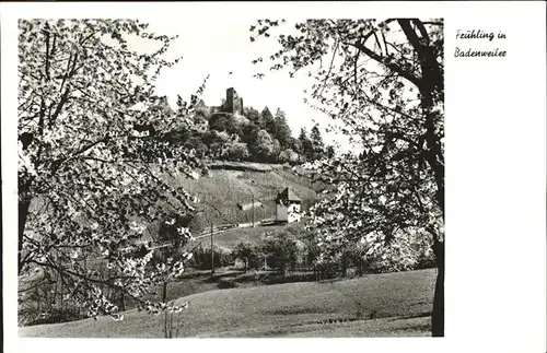 Badenweiler Fruehling Baumbluete / Badenweiler /Breisgau-Hochschwarzwald LKR