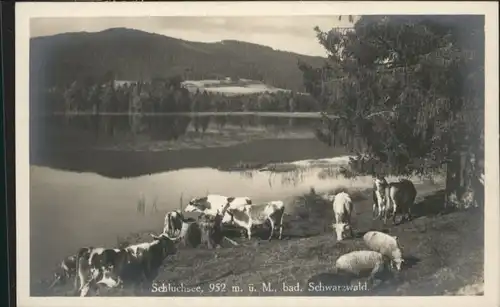 Schluchsee Schluchsee Kuehe * / Schluchsee /Breisgau-Hochschwarzwald LKR