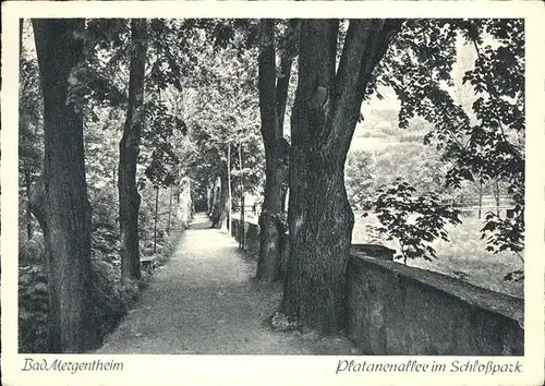 Bad Mergentheim Platanenallee Schlosspark Kat. Bad Mergentheim