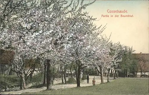 Cossebaude Partie in der Baumblut Kat. Dresden