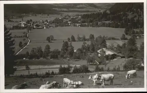 Bayrischzell Kuehe / Bayrischzell /Miesbach LKR