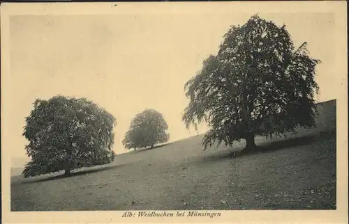 Muensingen Alb Weidbuchen / Muensingen /Reutlingen LKR