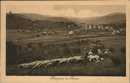 Koenigstein Taunus Panorama Schafherde / Koenigstein im Taunus /Hochtaunuskreis LKR