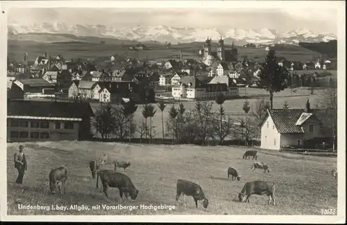 Lindenberg Allgaeu Kuehe / Lindenberg i.Allgaeu /Lindau LKR