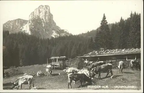 Ruhpolding Brander Alm Kuehe / Ruhpolding /Traunstein LKR