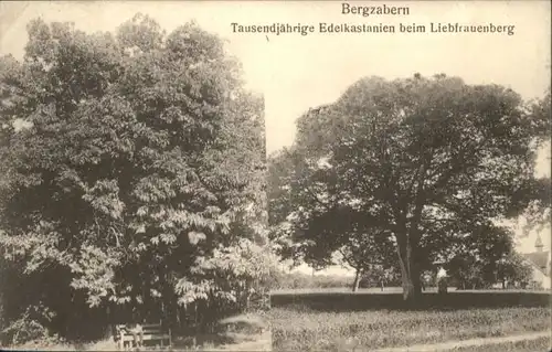 Bad Bergzabern Tausendjaehrige Edelkastanien Liebfrauenberg x