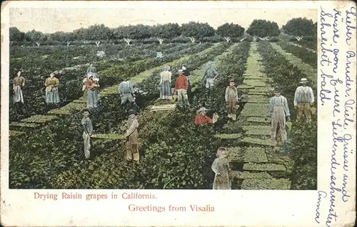 Visalia Drying Raisin grapes in California Kat. Visalia