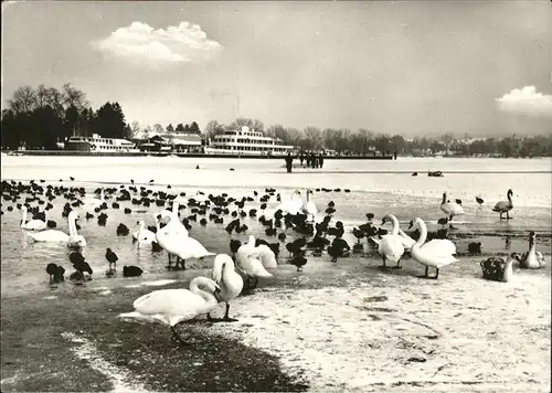 Starnberg Winter Schwan Kat. Starnberg