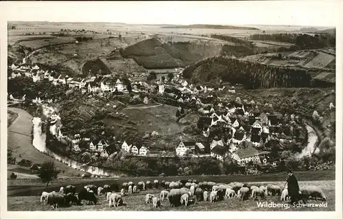 Wildberg Schwarzwald Schaefer Schafe / Wildberg /Calw LKR