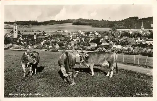 Wangen Allgaeu Kuehe Kat. Wangen im Allgaeu