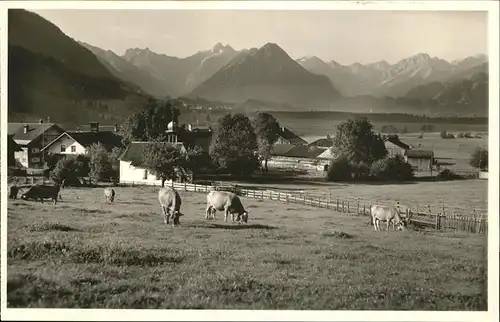 Oberstdorf Rubi Weide Kuehe Kat. Oberstdorf