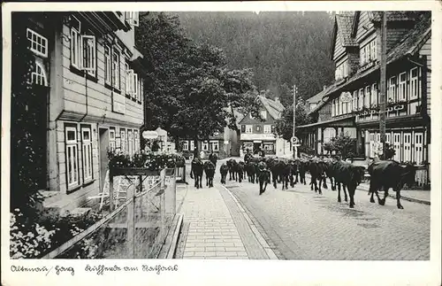 Altenau Harz Kuehe Kat. Altenau