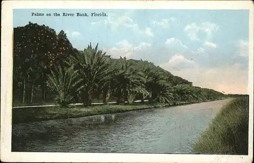 Florida Palms on the River Bank Kat. Florida
