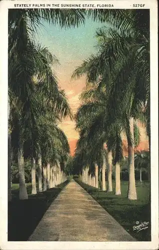 Florida Stately Palms in the Sunshine State Kat. Florida