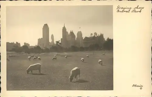 New York City Central Park sheeps / New York /