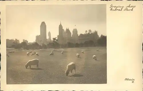 New York City Central Park sheeps / New York /