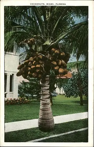 Palmen Cocoanuts Miami Kat. Pflanzen