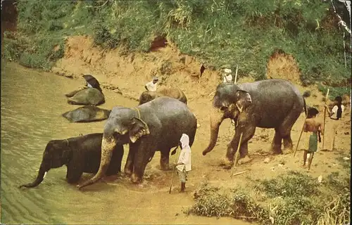 Elefant Sri Lanka Kat. Tiere