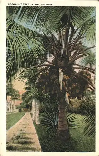 Palmen Cocoanut Kat. Pflanzen
