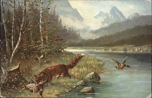 Fuchs Tiere Enten / Tiere /