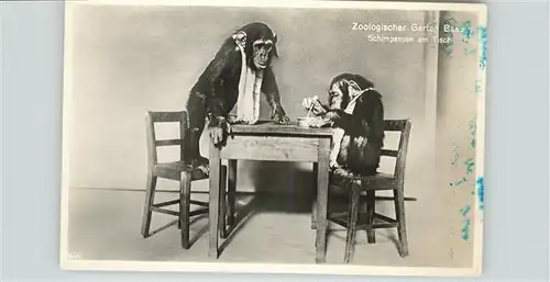 Affen Zoo Basel Schimpansen Tisch / Tiere /
