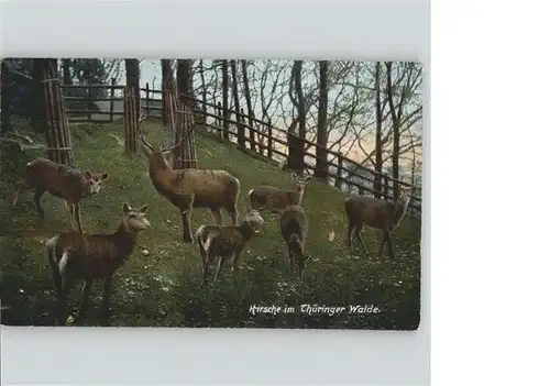 Tiere Hirsche Thueringer Wald / Tiere /