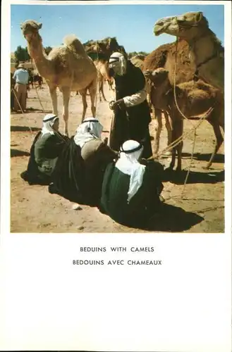 Kamele Araber Beduinen / Tiere /