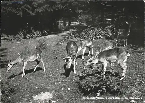 Hirsch Hirschpark Mammern Kuranstalt Untersee / Tiere /