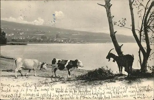 Kuehe Ziege Neuchatel Kat. Tiere