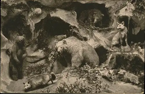 Baeren Luzern Gletschergarten Wolf Kat. Tiere