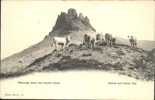 Kuehe Weide auf hoher Alp Kat. Tiere