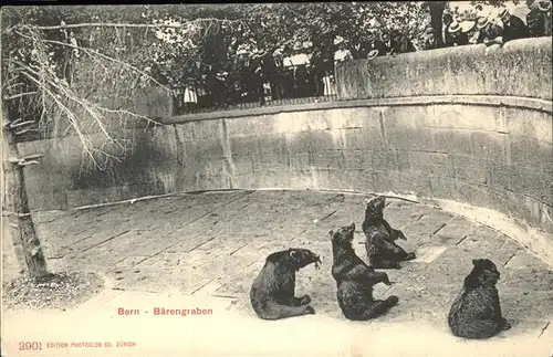 Baeren Baerengraben Bern Kat. Tiere