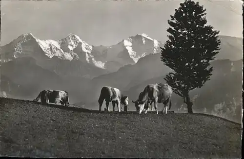 Kuehe Alpweide Eiger Moench Jungfrau Kat. Tiere