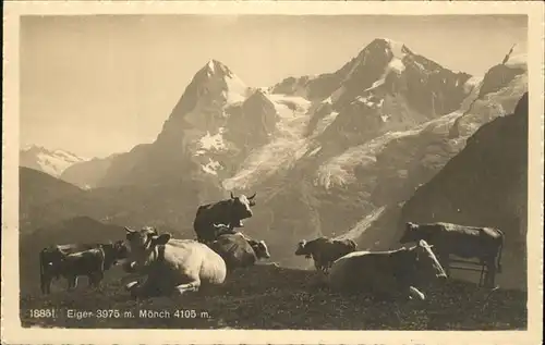 Kuehe Eiger Moench Jungfrau Kat. Tiere