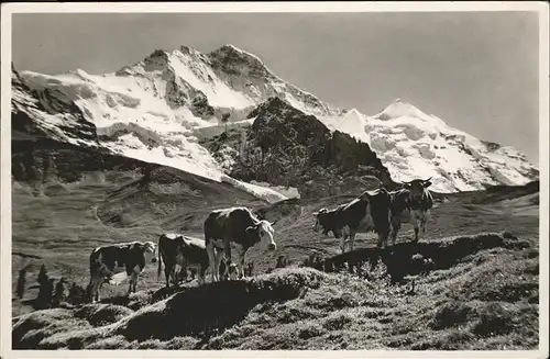 Kuehe Kleine Scheidegg Jungfrau Kat. Tiere